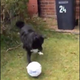 Image for article titled The Sports Highlight Of The Day Is This Scottish Dog's Soccer Mastery